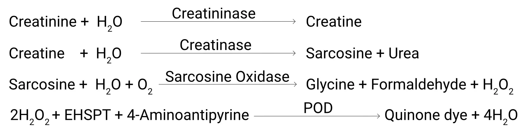 Creatinine-Assay_Principle-of-the-Procedure-1 Reaction scheme of the enzymatic creatinine assay (SOX-POD method): Creatinine is sequentially converted by creatininase, creatinase, and sarcosine oxidase into hydrogen peroxide, which reacts with EHSPT and 4-aminoantipyrine via POD to form a quinone dye.