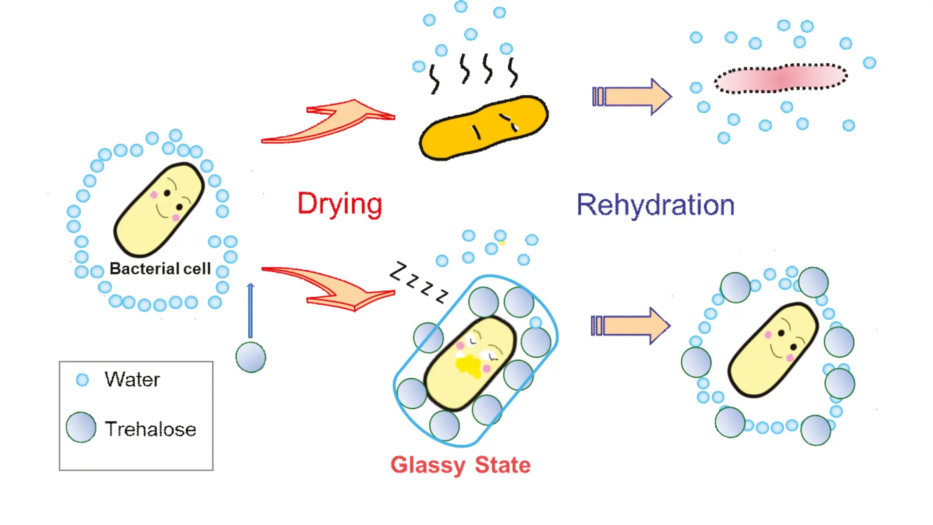 Illustration showing how Trehalose protects bacterial cells during drying and rehydration. Water is replaced by Trehalose, stabilizing the cell in a glassy state and enabling recovery after rehydration.