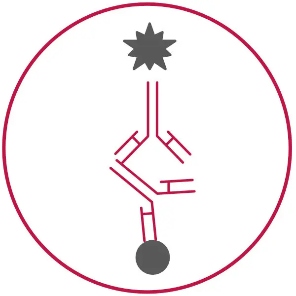 Icon of an antibody and tissue structure, symbolizing immunohistochemistry applications for MPC Polymer.