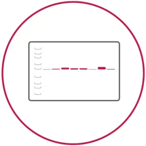 Western-Blotting-Icon Icon of a Western blot band pattern, indicating use of MPC Polymer in Western blotting procedures.