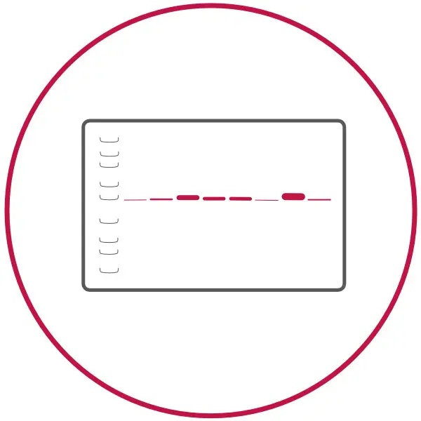Icon of a Western blot band pattern, indicating use of MPC Polymer in Western blotting procedures.