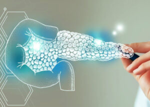 Illustration of the human pancreas highlighting pancreatic cells and enzyme activity, representing Elastase-1 biomarker used in early pancreatic cancer and pancreatitis diagnostics.